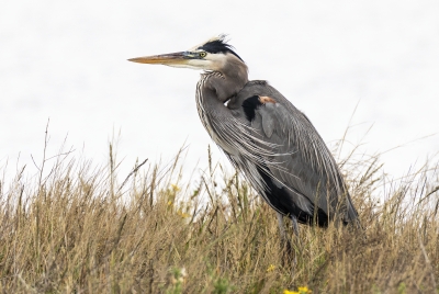 Grey Heron Padre Island NS Dec 2023